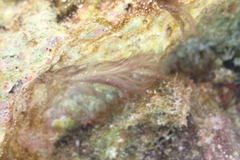 Rhodophyta