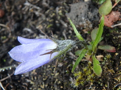 Campanula lasiocarpa