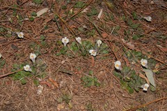 Mazus alpinus