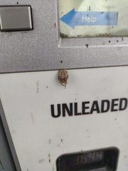Araneidae