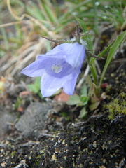 Campanula lasiocarpa