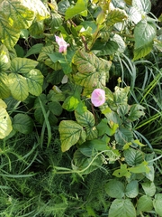 Calystegia sepium spectabilis