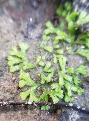 Riccia huebeneriana