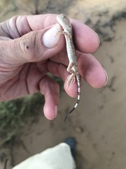 Phrynocephalus guttatus