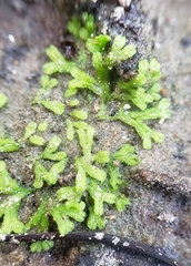 Riccia huebeneriana