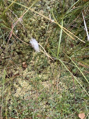 Eriophorum vaginatum