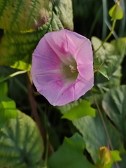 Calystegia sepium spectabilis