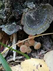 Armillaria borealis