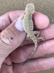 Phrynocephalus guttatus