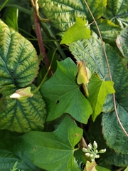 Calystegia sepium spectabilis