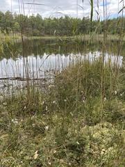 Eriophorum vaginatum
