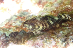 Coryphoblennius galerita