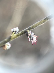 Salix humilis tristis