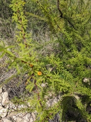 Vachellia vernicosa