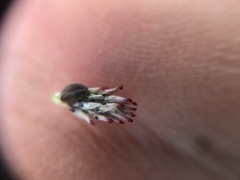 Salix humilis tristis