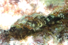 Coryphoblennius galerita