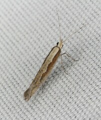 Plutella xylostella