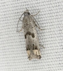 Pelochrista consobrinana