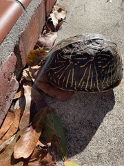 Terrapene carolina bauri