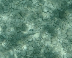 Diplodus vulgaris
