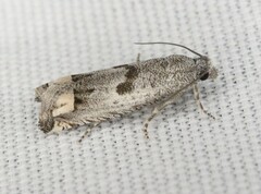 Pelochrista consobrinana