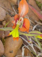 Gladiolus alatus