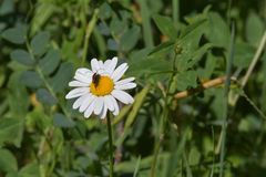 Leucanthemum
