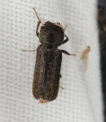 Amphicerus bicaudatus