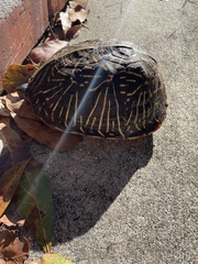 Terrapene carolina bauri