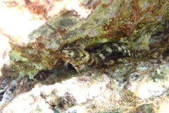 Coryphoblennius galerita