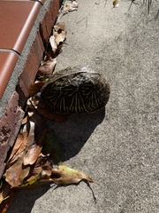 Terrapene carolina bauri