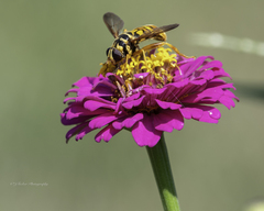 Milesia virginiensis