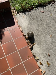 Terrapene carolina bauri