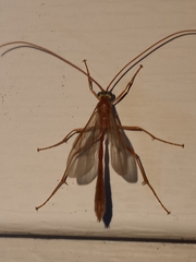 Enicospilus americanus-complex