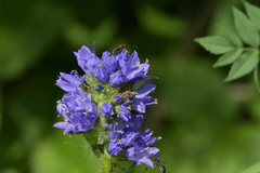 Campanula cervicaria
