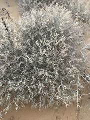 Ceratocarpus arenarius