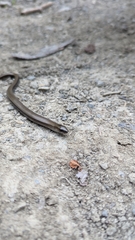 Anguis colchica