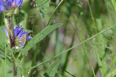 Campanula cervicaria