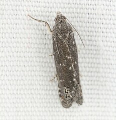 Eucosma