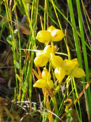 Scheuchzeria palustris