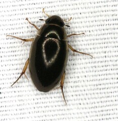 Tropisternus lateralis