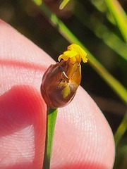 Xyris montana