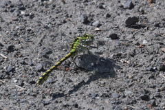Ophiogomphus cecilia