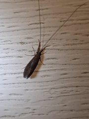 Oecetis