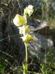 Pterygodium catholicum