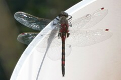 Leucorrhinia rubicunda