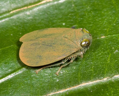 Coelidiinae