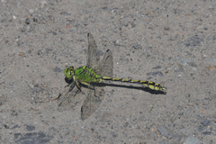 Ophiogomphus cecilia