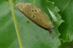 Aphantopus hyperantus
