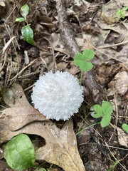 Lycoperdon curtisii